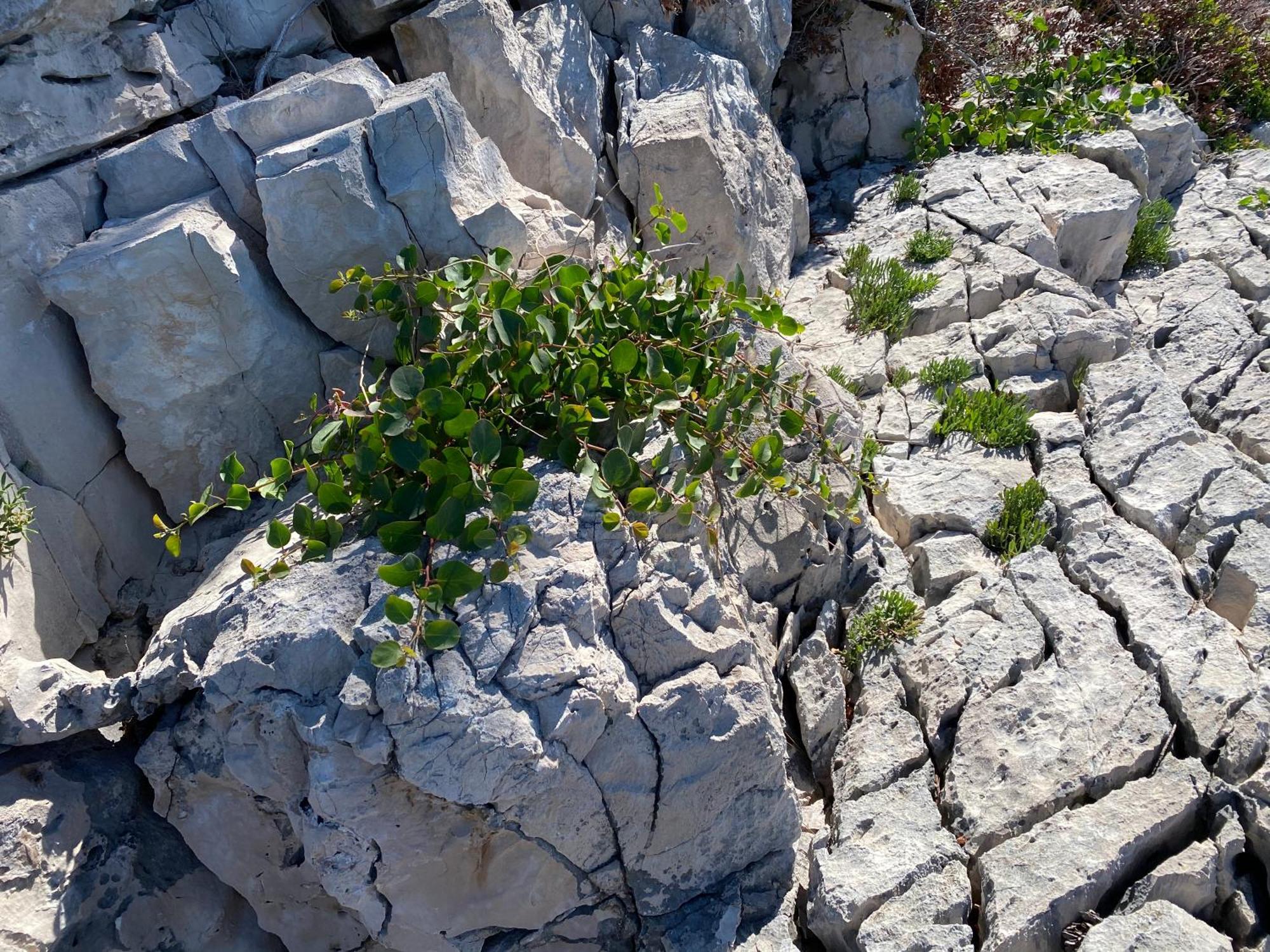 Villa Terra Nostra Hvar Hvar Town Bagian luar foto